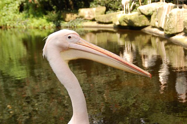 dierentuin emmen_0944